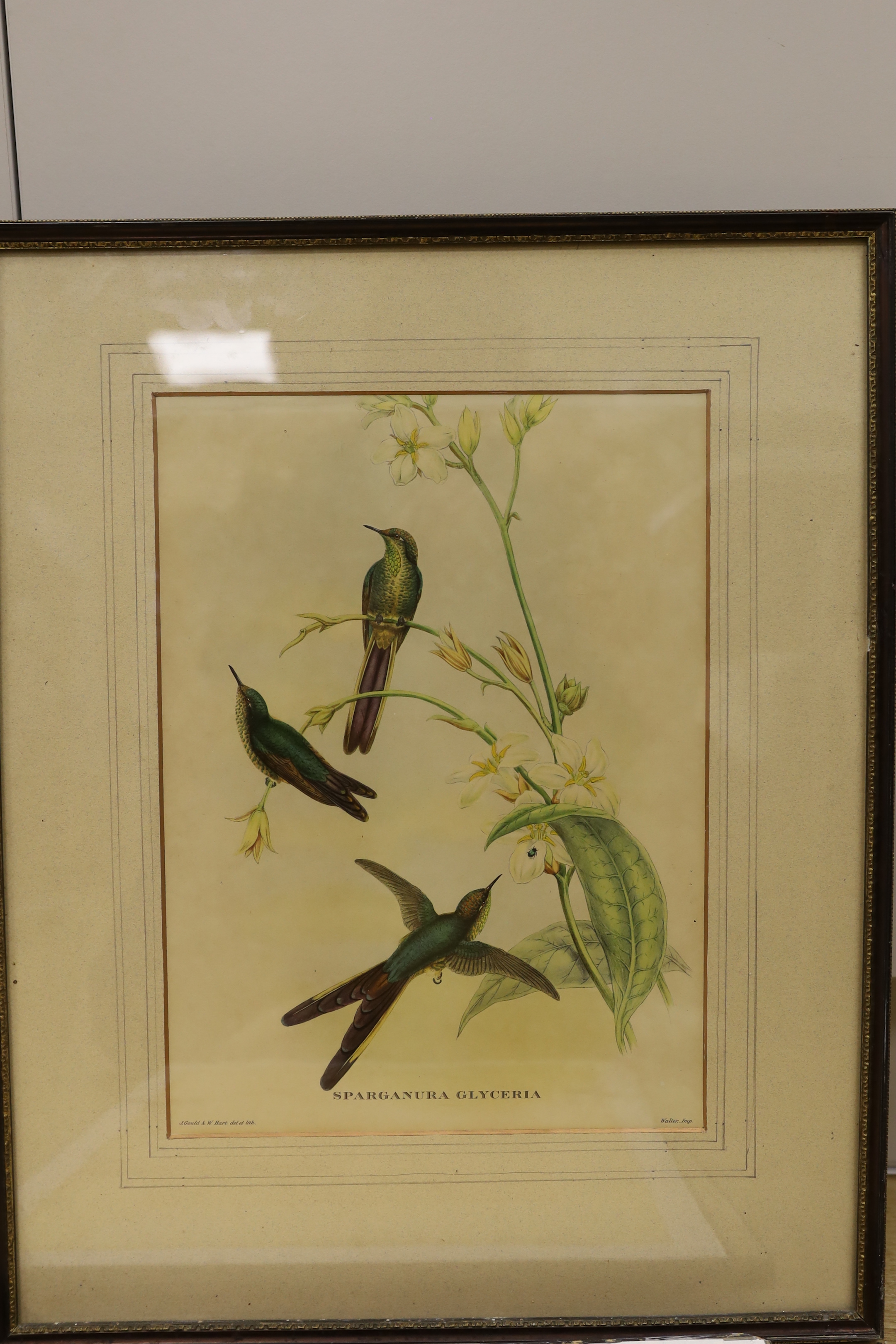 After J Gould (1804-1881) and H. C. Richter (1821-1902), set of five zoological colour lithographs, Birds including Trogon Collaris and Euspiza Luteola, each 37 x 27cm